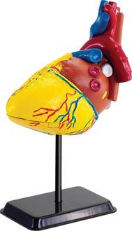 Edu-Toys набір для досліджень Модель серця людини збірна, 14 см SK009afk