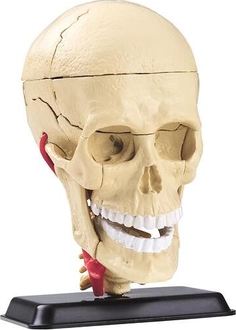 Edu-Toys набор для исследований Модель черепа с нервами сборная, 9 см SK010afk
