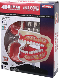 4D Master объемная модель Зубной ряд человека FM-626015
