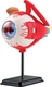 Edu-Toys набор для исследований Модель глазного яблока сборная, 14 см SK007afk