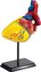 Edu-Toys набір для досліджень Модель серця людини збірна, 14 см SK009afk