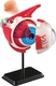 Edu-Toys набор для исследований Модель глазного яблока сборная, 14 см SK007afk