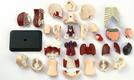 Edu-Toys набір для досліджень Модель тулуба людини збірна, 12,7 см SK008afk