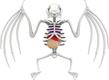 JOKER развивающий набор Slimy Lab "Анатомия животных - летучая мышь" 38077