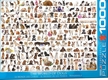 Eurographics пазл Фауна 1000 элементов Мир собак 6000-0581
